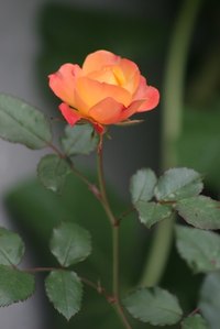 Deadheading helps produce attractive Floribunda blooms.