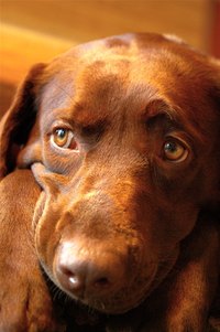 A puppy's growth rate depends largely on genetics.