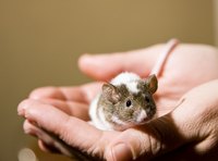 While this little mouse looks cute, a household rodent infestation brings serious health risks.