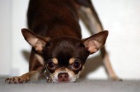 Breed only a healthy male Chihuahua with your female.
