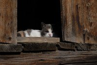Observation is the key to monitoring your cat's health
