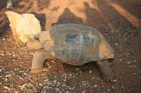 Determining the sex of your tortoise takes careful observation.