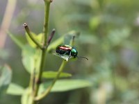 The larvae of some Japanese beetles are white to brown with brown heads.