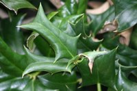 Leaves with yellow or brown spots may be infected with holly leaf spot fungus.