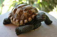 Painted cement or stone statues add a bit of whimsy to your yard.