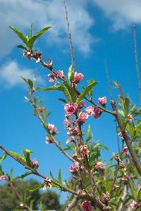 Dormant sprays are an important part of growing healthy fruit trees.