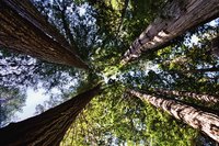 The tallest and largest living things on earth, coastal redwoods and giant sequoias, live only in California and Oregon.
