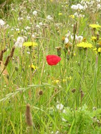 Even wildflowers may cause rashes.