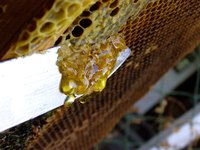 Queen bee excluders limit access to upper levels of a hive to worker bees only.