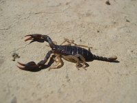 Arizona desert scorpion
