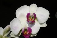 The Philippines have a variety of rare plants, including orchids.