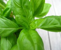 You can freeze basil plain or in the form of pesto.