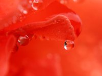 Combine sandalwood and rose water for topical remedies.