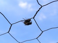 Flies are pests that feed on food, people and animals, and are a pain to get rid of.