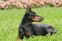 A Doberman is one breed with ears that can be surgically cropped to stand erect.