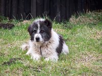 Renal failure in dogs is a natural part of aging.