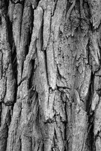Common hackberry trees have gray colored bark.