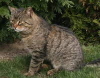 A cat can sneeze blood because of a fungal infection.