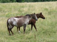 Running a horse business is challenging and fun.