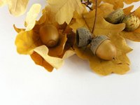Acorn costumes are made of one or two colors only.
