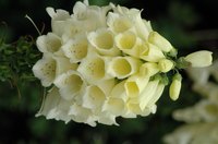 The spectacular bloom of a foxglove plant