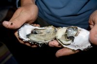 Easily open oysters.