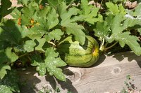 Powdery mildew strikes many garden plants