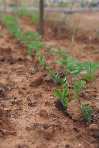 Enclosing a garden can protect tender greens from hungry pests.