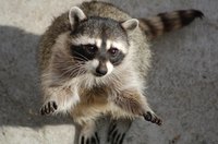 Raccoons are a roundworm vector.