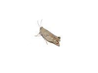Grasshoppers, if left in the tomato garden, can do a lot of damage.