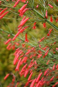 Some species grow in clusters while others have thier own individual space on a shrub.