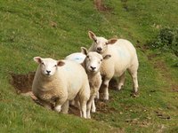 Healthy sheep have good fat-to-muscle ratios.
