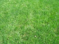 Grow grass in New Jersey in the spring or early fall.