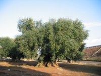 Olive trees are a strong and ancient plant native to the Mediterranean, Asia and Africa.