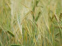 Oats are a source of methylcellulose, an indigestible fiber