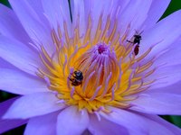 Bees spread pollen from flower to flower.