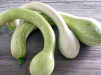 Treat zucchini, crook neck and other summer squash plants with homemade mildew remedies.