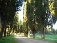 How to Transplant Leyland Cypress Trees