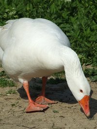 Geese are effective guard animals.
