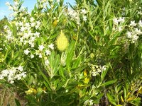 Best Evergreen Shrubs