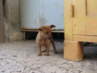 Wooden furniture can be irresistible to an unsupervised bored or teething puppy.