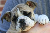 English bulldogs are genetically predisposed to ear infections.