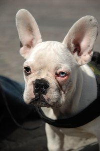 Dogs can suffer from various lung diseases.