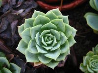Some plants grow well in full sunlight with little water.