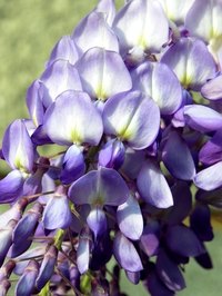 Trim wisteria regularly to keep it from consuming a yard and becoming a nuisance.