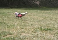 Racing hounds are fed a controlled diet of kibble, meats, fruits and vegatables.