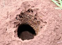 Termite workers push frass out of holes daily.