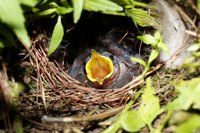 Many birds create their nests in hanging baskets.