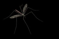 DDT is still used in many parts of the world to eradicate malaria-carrying mosquitoes.