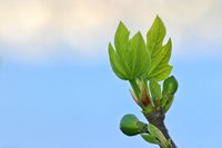 Fig trees grow well in Louisiana.